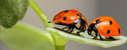 Biosimilitud_mariquitas