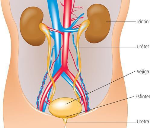 Anatomía renal y de vías urinarias